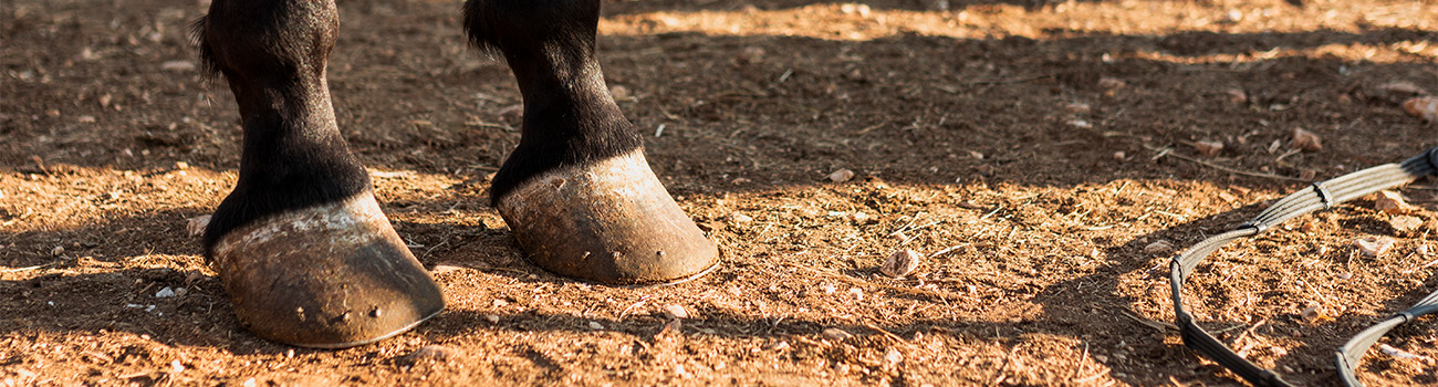 centre equestre mougins-cours d equitation grasse-pension chevaux cannes-equitation antibes-competition equestre mandelieu la napoule-poney le cannet-cheval vallauris