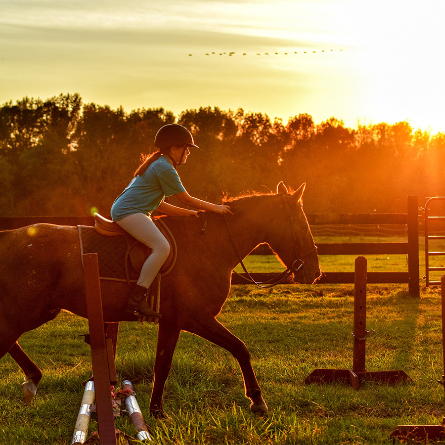 centre equestre mougins-cours d equitation grasse-pension chevaux cannes-equitation antibes-competition equestre mandelieu la napoule-poney le cannet-cheval vallauris